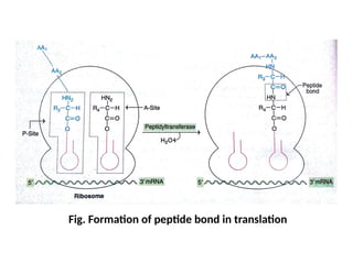 Fig. Formation of peptide bond in translation
 