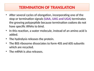 TERMINATION OF TRANSLATION
• After several cycles of elongation, incorporating one of the
stop or termination signals (UAA, UAG and UGA) terminates
the growing polypeptide because termination codons do not
have specific tRNAs to bind.
• In this reaction, a water molecule, instead of an amino acid is
added.
• The hydrolysis releases the protein.
• The 80S ribosome dissociates to form 40S and 60S subunits
which are recycled.
• The mRNA is also releases.
 
