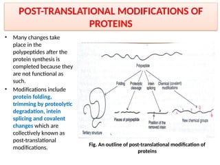 POST-TRANSLATIONAL MODIFICATIONS OF
PROTEINS
• Many changes take
place in the
polypeptides after the
protein synthesis is
completed because they
are not functional as
such.
• Modifications include
protein folding,
trimming by proteolytic
degradation, intein
splicing and covalent
changes which are
collectively known as
post-translational
modifications.
Fig. An outline of post-translational modification of
proteins
 