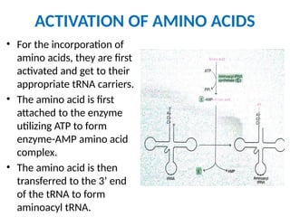 ACTIVATION OF AMINO ACIDS
• For the incorporation of
amino acids, they are first
activated and get to their
appropriate tRNA carriers.
• The amino acid is first
attached to the enzyme
utilizing ATP to form
enzyme-AMP amino acid
complex.
• The amino acid is then
transferred to the 3’ end
of the tRNA to form
aminoacyl tRNA.
 