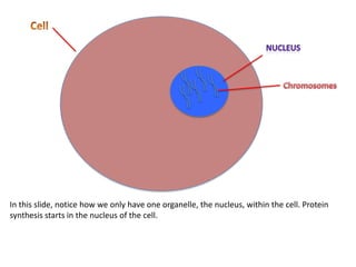 In this slide, notice how we only have one organelle, the nucleus, within the cell. Protein
synthesis starts in the nucleus of the cell.
 