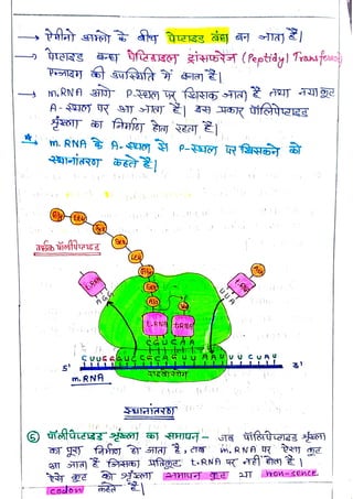 m.
RNA
A-O p-
Hb
<br>
(Le)
<br>
t8NA
<br>
A
G9
<br>
m. RNA
<br>
Codo
<br>
Ses
<br>
(Ala)
<br>
t.RNHtRNA
<br>
cGÙCAA
<br>
t.n
<br>
Thon-sehce
<br>
 
