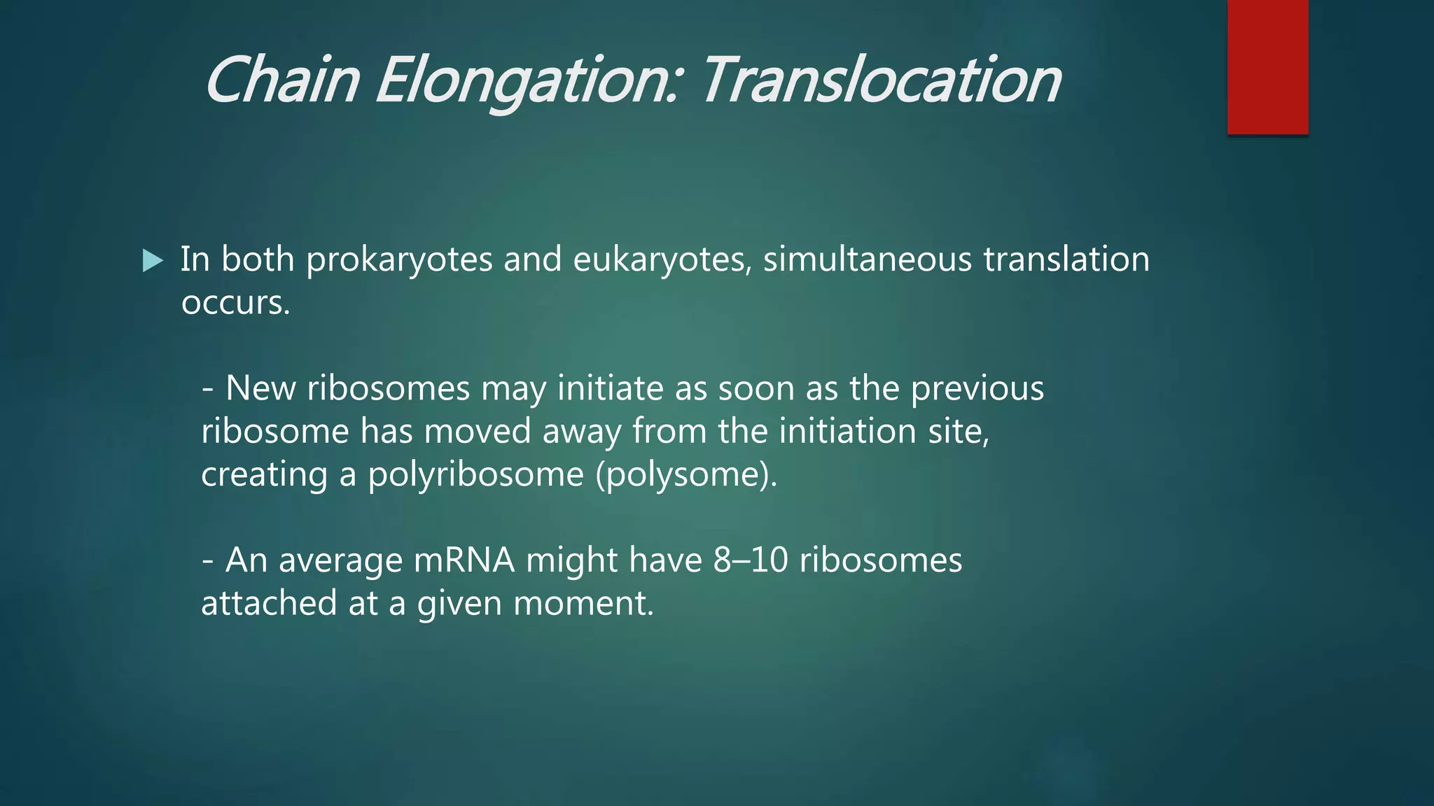 Chain Elongation: Translocation
 In both prokaryotes and eukaryotes, simultaneous translation
occurs.
- New ribosomes may initiate as soon as the previous
ribosome has moved away from the initiation site,
creating a polyribosome (polysome).
- An average mRNA might have 8–10 ribosomes
attached at a given moment.
 