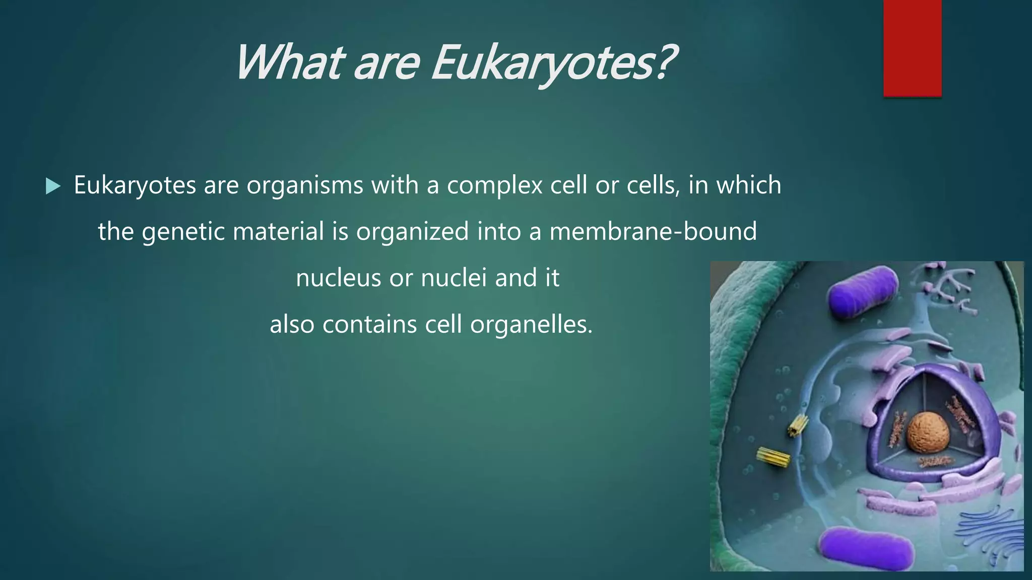 What are Eukaryotes?
 Eukaryotes are organisms with a complex cell or cells, in which
the genetic material is organized into a membrane-bound
nucleus or nuclei and it
also contains cell organelles.
 