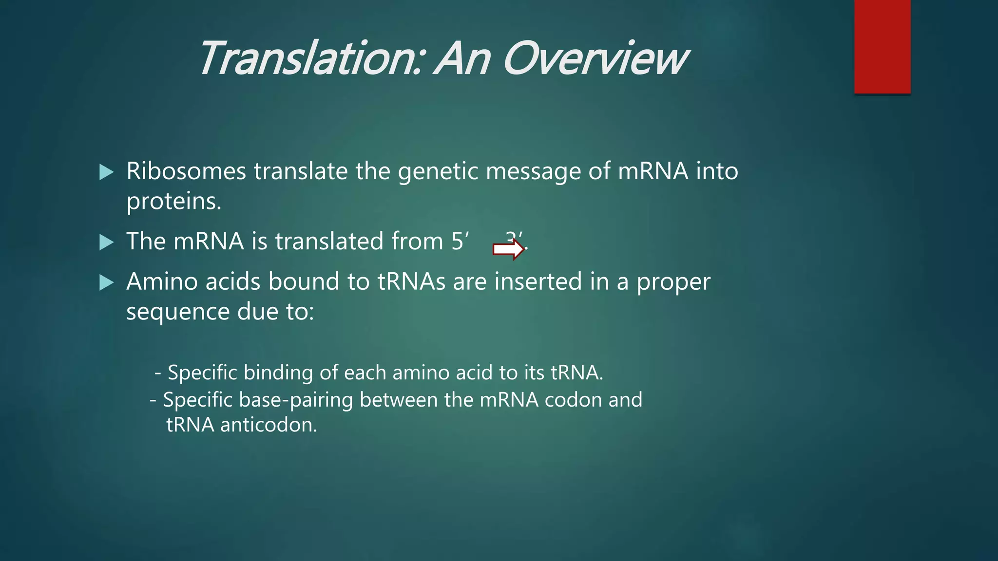 Translation: An Overview
 Ribosomes translate the genetic message of mRNA into
proteins.
 The mRNA is translated from 5’ 3’.
 Amino acids bound to tRNAs are inserted in a proper
sequence due to:
- Specific binding of each amino acid to its tRNA.
- Specific base-pairing between the mRNA codon and
tRNA anticodon.
 