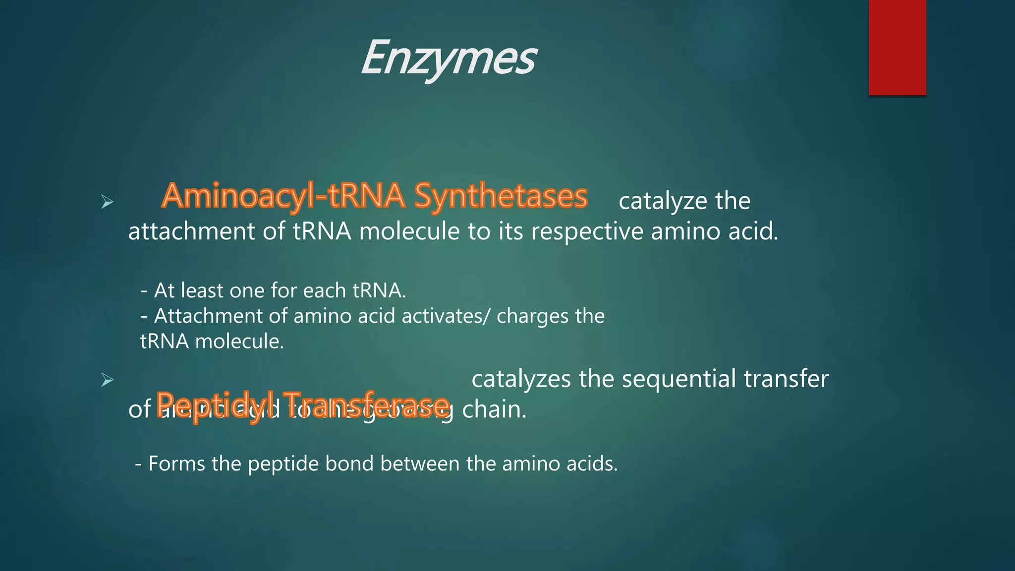Enzymes
 catalyze the
attachment of tRNA molecule to its respective amino acid.
- At least one for each tRNA.
- Attachment of amino acid activates/ charges the
tRNA molecule.
 catalyzes the sequential transfer
of amino acid to the growing chain.
- Forms the peptide bond between the amino acids.
 