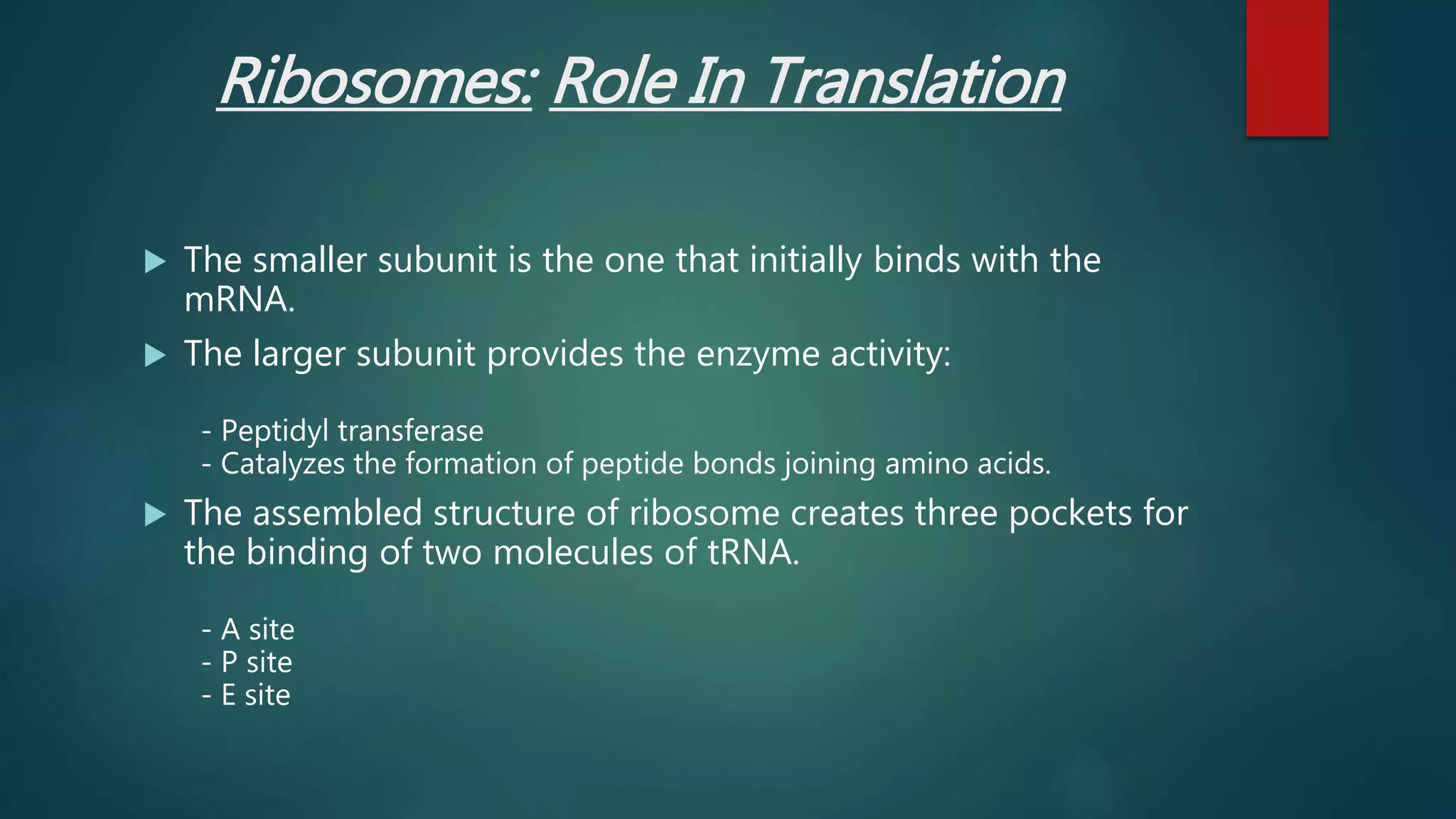 Ribosomes: Role In Translation
 The smaller subunit is the one that initially binds with the
mRNA.
 The larger subunit provides the enzyme activity:
- Peptidyl transferase
- Catalyzes the formation of peptide bonds joining amino acids.
 The assembled structure of ribosome creates three pockets for
the binding of two molecules of tRNA.
- A site
- P site
- E site
 
