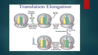 Translation In Eukaryotes | PPTX