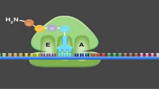 Translation In Eukaryotes | PPTX