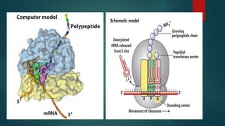 Translation In Eukaryotes | PPTX