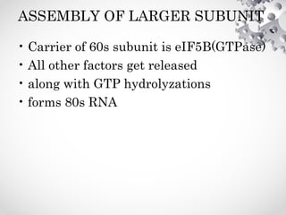 ASSEMBLY OF LARGER SUBUNIT
• Carrier of 60s subunit is eIF5B(GTPase)
• All other factors get released
• along with GTP hydrolyzations
• forms 80s RNA
 