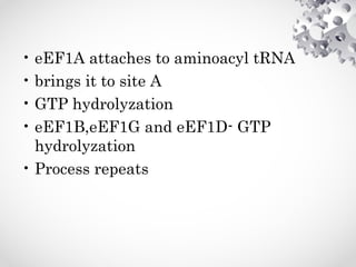 • eEF1A attaches to aminoacyl tRNA
• brings it to site A
• GTP hydrolyzation
• eEF1B,eEF1G and eEF1D- GTP
hydrolyzation
• Process repeats
 