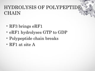 HYDROLYSIS OF POLYPEPTIDE
CHAIN
• RF3 brings eRF1
• eRF1 hydrolyses GTP to GDP
• Polypeptide chain breaks
• RF1 at site A
 