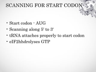 SCANNING FOR START CODON
• Start codon - AUG
• Scanning along 5' to 3'
• tRNA attaches properly to start codon
• eIF2hhdrolyses GTP
 
