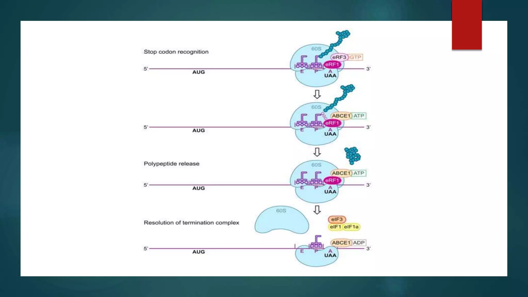 Translation in eukaryotes | PPTX