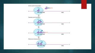 Translation in eukaryotes | PPTX