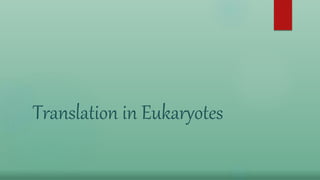 Translation in Eukaryotes
 