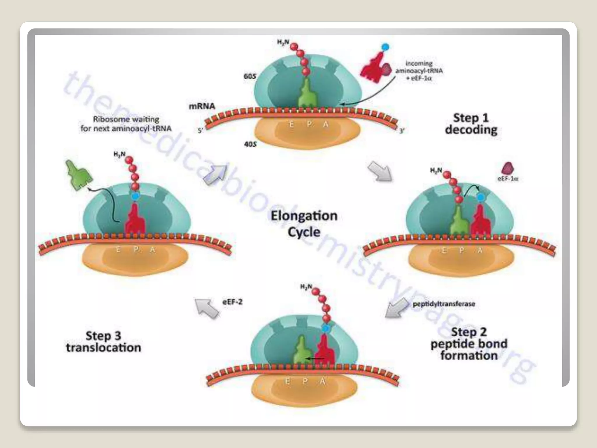 Translation in eukaryotes | PPTX