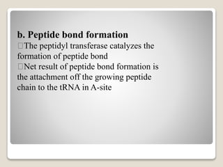 b. Peptide bond formation
The peptidyl transferase catalyzes the
formation of peptide bond
Net result of peptide bond formation is
the attachment off the growing peptide
chain to the tRNA in A-site
 