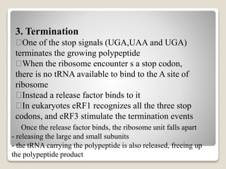 3. Termination
One of the stop signals (UGA,UAA and UGA)
terminates the growing polypeptide
When the ribosome encounter s a stop codon,
there is no tRNA available to bind to the A site of
ribosome
Instead a release factor binds to it
In eukaryotes eRF1 recognizes all the three stop
codons, and eRF3 stimulate the termination events
Once the release factor binds, the ribosome unit falls apart
- releasing the large and small subunits
- the tRNA carrying the polypeptide is also released, freeing up
the polypeptide product
 