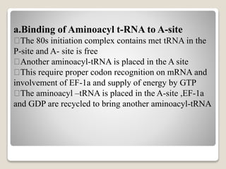 a.Binding of Aminoacyl t-RNA to A-site
The 80s initiation complex contains met tRNA in the
P-site and A- site is free
Another aminoacyl-tRNA is placed in the A site
This require proper codon recognition on mRNA and
involvement of EF-1a and supply of energy by GTP
The aminoacyl –tRNA is placed in the A-site ,EF-1a
and GDP are recycled to bring another aminoacyl-tRNA
 