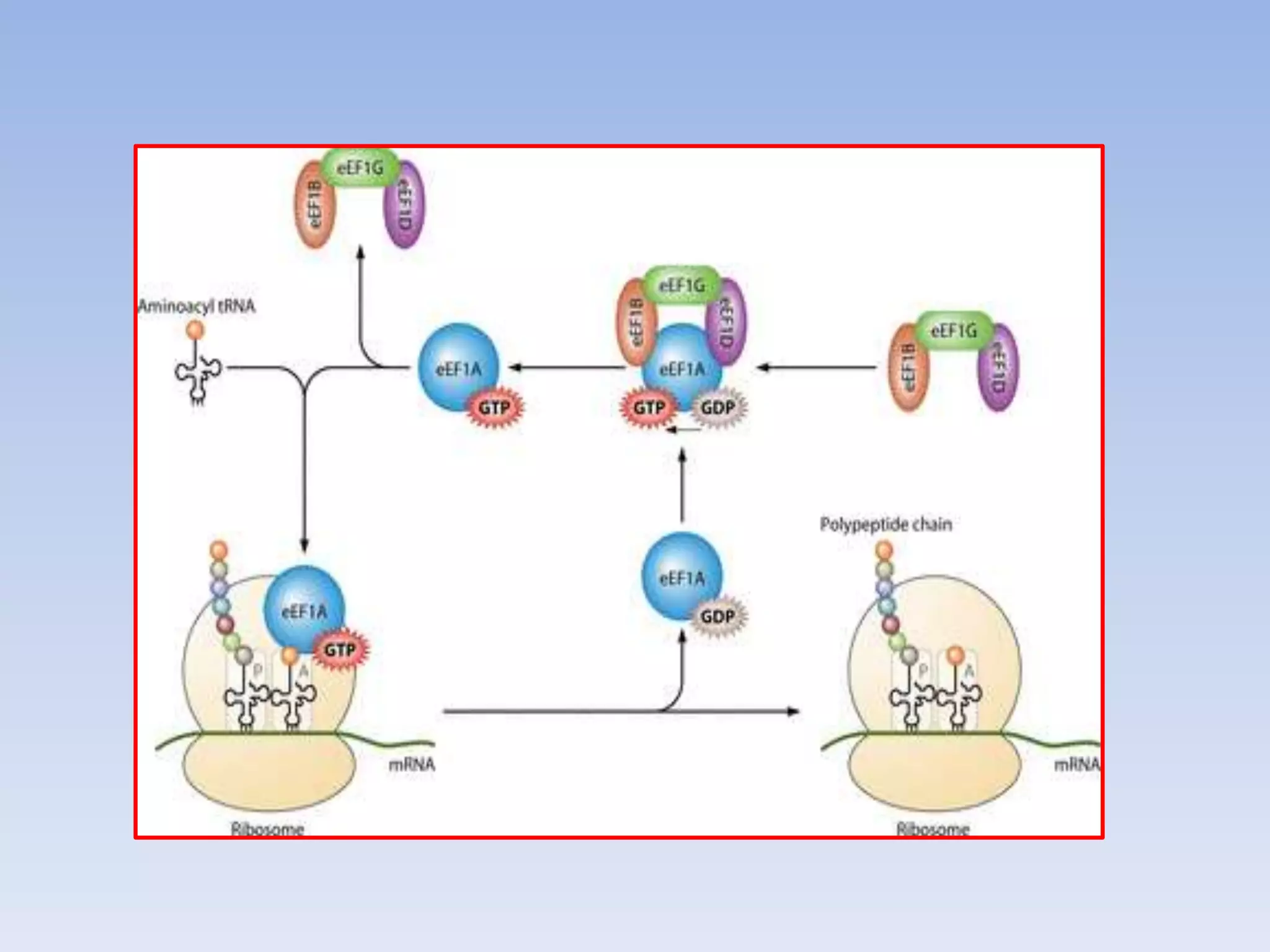 Translation in eukaryotes | PPTX