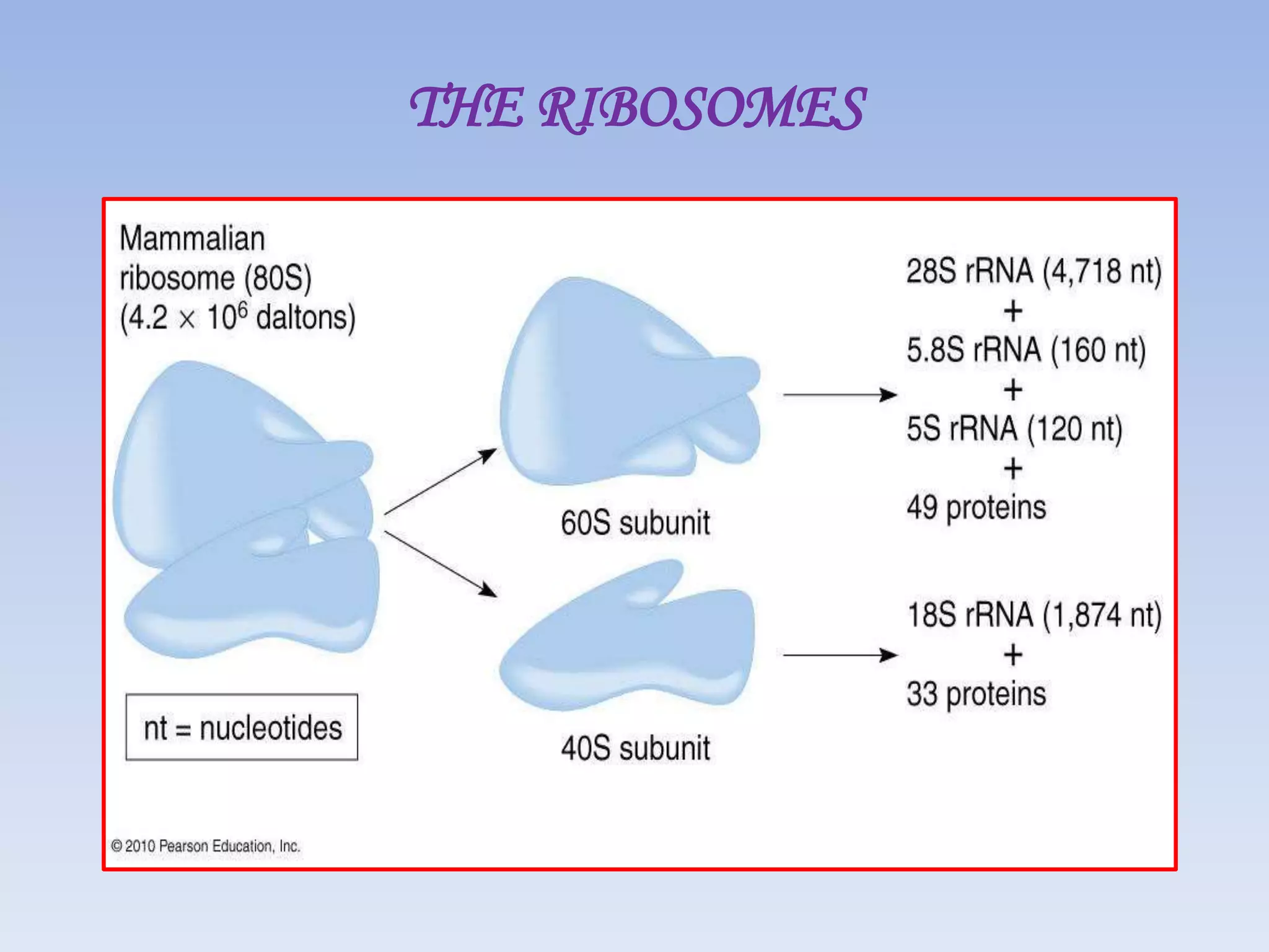 Translation in eukaryotes | PPTX