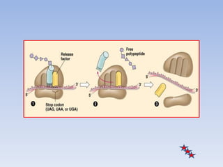 Translation in eukaryotes | PPTX