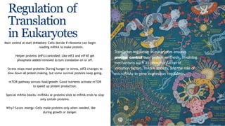 Translation in Eukaryotes presentation, pbg | PPTX