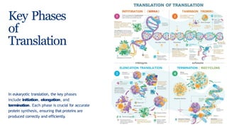 Translation in Eukaryotes presentation, pbg | PPTX
