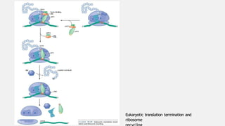 Process of translation in eukaryotic cells | PPTX