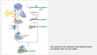 Process of translation in eukaryotic cells | PPTX