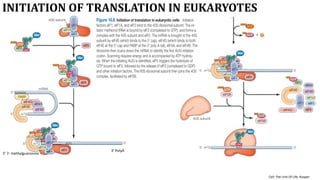 Comprehensive Overview of Translation in Eukaryotic Cells: Mechanisms ...