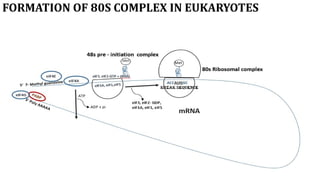 Comprehensive Overview of Translation in Eukaryotic Cells: Mechanisms ...