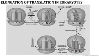 Comprehensive Overview of Translation in Eukaryotic Cells: Mechanisms ...