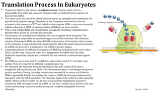 Comprehensive Overview of Translation in Eukaryotic Cells: Mechanisms ...
