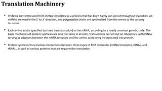 Comprehensive Overview of Translation in Eukaryotic Cells: Mechanisms ...