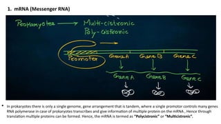 Comprehensive Overview of Translation in Eukaryotic Cells: Mechanisms ...