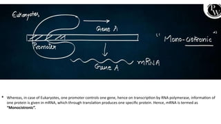 Comprehensive Overview of Translation in Eukaryotic Cells: Mechanisms ...