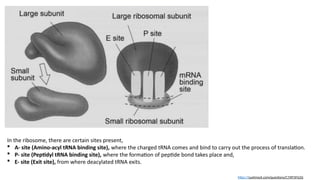 Comprehensive Overview of Translation in Eukaryotic Cells: Mechanisms ...