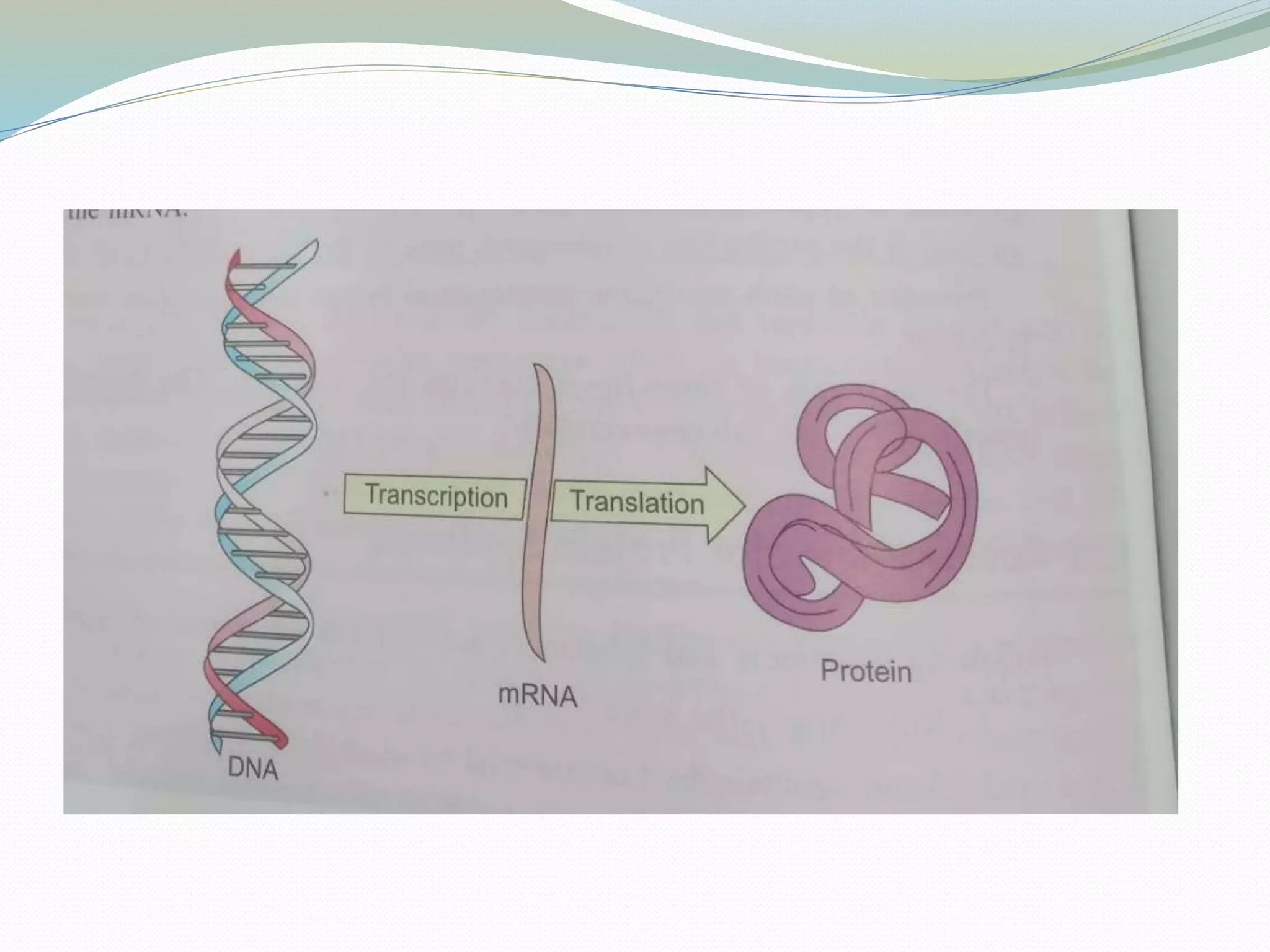 Translation in molecular biology.pptx