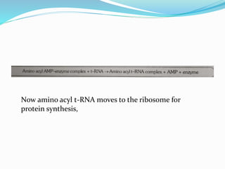 Now amino acyl t-RNA moves to the ribosome for
protein synthesis,
 