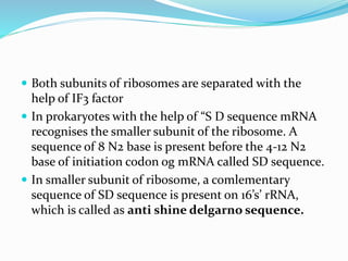  Both subunits of ribosomes are separated with the
help of IF3 factor
 In prokaryotes with the help of “S D sequence mRNA
recognises the smaller subunit of the ribosome. A
sequence of 8 N2 base is present before the 4-12 N2
base of initiation codon og mRNA called SD sequence.
 In smaller subunit of ribosome, a comlementary
sequence of SD sequence is present on 16’s’ rRNA,
which is called as anti shine delgarno sequence.
 