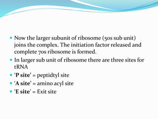  Now the larger subunit of ribosome (50s sub unit)
joins the complex. The initiation factor released and
complete 70s ribosome is formed.
 In larger sub unit of ribosome there are three sites for
tRNA
 ‘P site’ = peptidtyl site
 ‘A site’ = amino acyl site
 ‘E site’ = Exit site
 