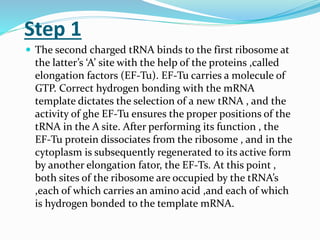 Step 1
 The second charged tRNA binds to the first ribosome at
the latter’s ‘A’ site with the help of the proteins ,called
elongation factors (EF-Tu). EF-Tu carries a molecule of
GTP. Correct hydrogen bonding with the mRNA
template dictates the selection of a new tRNA , and the
activity of ghe EF-Tu ensures the proper positions of the
tRNA in the A site. After performing its function , the
EF-Tu protein dissociates from the ribosome , and in the
cytoplasm is subsequently regenerated to its active form
by another elongation fator, the EF-Ts. At this point ,
both sites of the ribosome are occupied by the tRNA’s
,each of which carries an amino acid ,and each of which
is hydrogen bonded to the template mRNA.
 