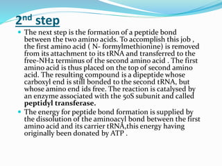 2nd step
 The next step is the formation of a peptide bond
between the two amino acids. To accomplish this job ,
the first amino acid ( N- formylmethionine) is removed
from its attachment to its tRNA and transferred to the
free-NH2 terminus of the second amino acid . The first
amino acid is thus placed on the top of second amino
acid. The resulting compound is a dipeptide whose
carboxyl end is still bonded to the second tRNA, but
whose amino end ids free. The reaction is catalysed by
an enzyme associated with the 50S subunit and called
peptidyl transferase.
 The energy for peptide bond formation is supplied by
the dissolution of the aminoacyl bond between the first
amino acid and its carrier tRNA,this energy having
originally been donated by ATP .
 