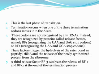 1. This is the last phase of translation.
2. Termination occurs when one of the three termination
codons moves into the A site.
3. These codons are not recognized by any tRNAs. Instead,
they are recognized by proteins called release factors,
namely RF1 (recognizing the UAA and UAG stop codons)
or RF2 (recognizing the UAA and UGA stop codons).
4. These factors trigger the hydrolysis of the ester bond in
peptidyl-tRNA and the release of the newly synthesized
protein from the ribosome.
5. A third release factor RF-3 catalyzes the release of RF-1
and RF-2 at the end of the termination process.
 