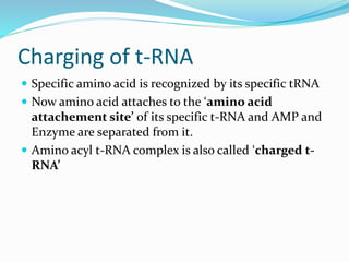 Charging of t-RNA
 Specific amino acid is recognized by its specific tRNA
 Now amino acid attaches to the ‘amino acid
attachement site’ of its specific t-RNA and AMP and
Enzyme are separated from it.
 Amino acyl t-RNA complex is also called ‘charged t-
RNA’
 