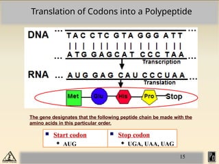 Comprehensive Overview of Protein Translation in Prokaryotes | PPTX