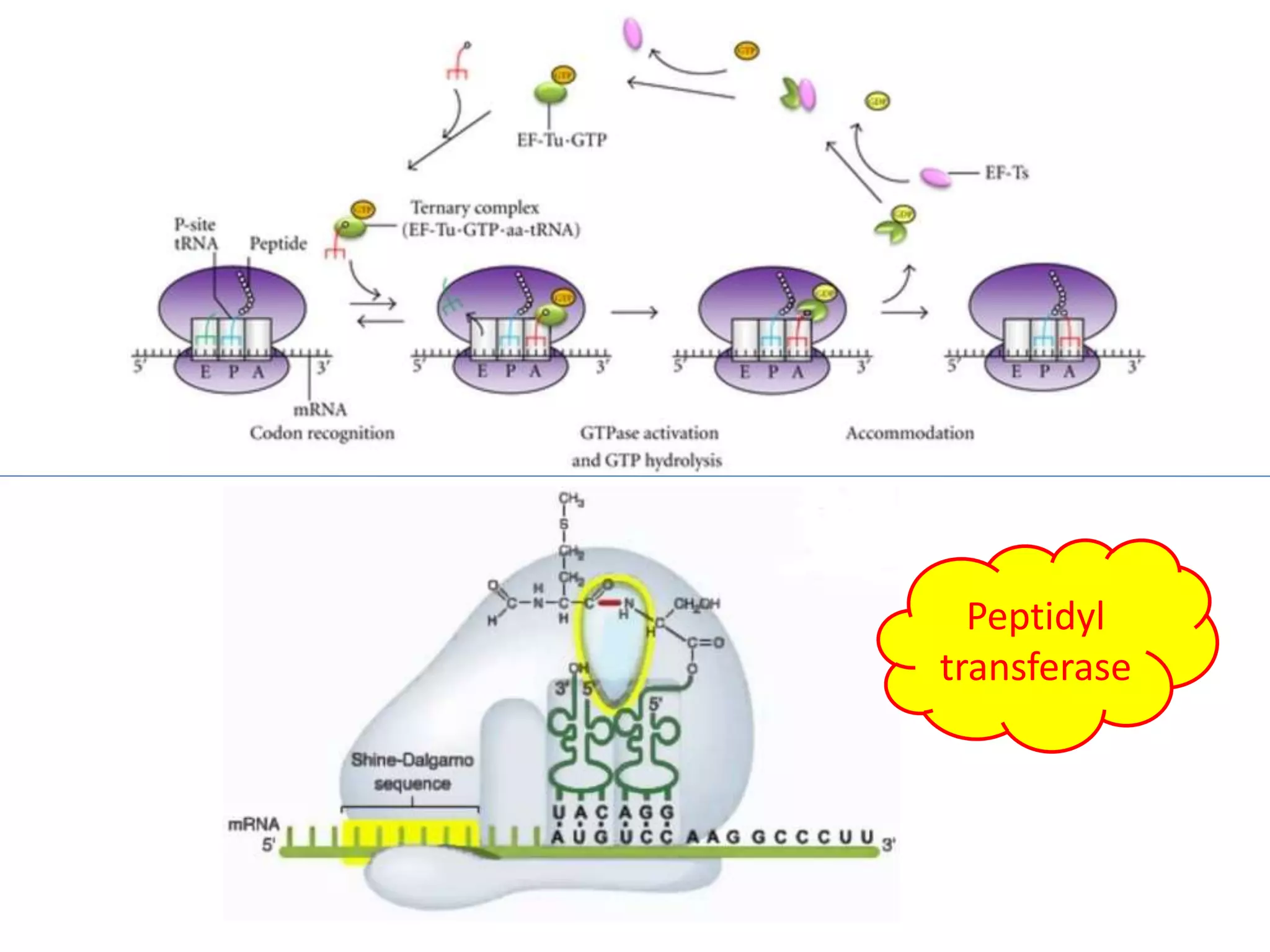 Translation in prokaryotes and eukaryotes | PPTX